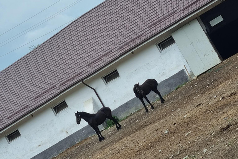 Myths, Horses & Monks – A Transylvanian Storytelling Journey
