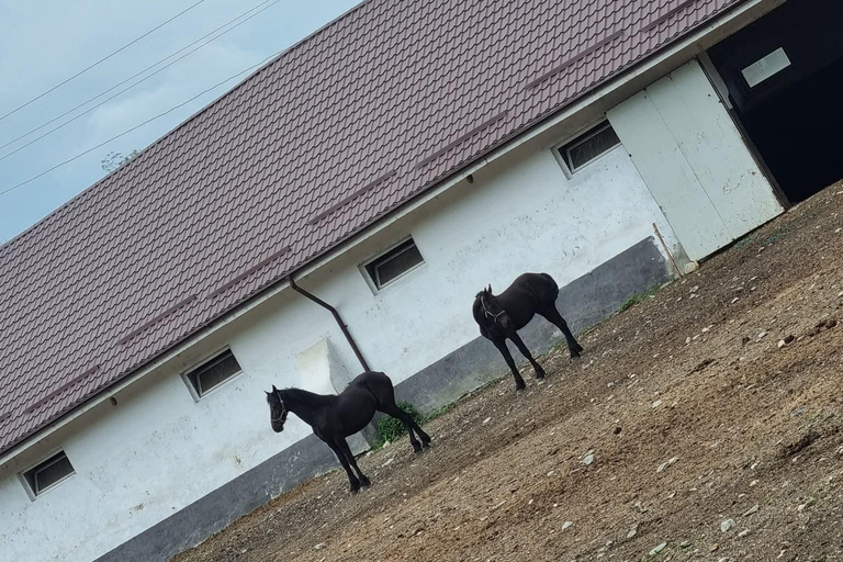 Myths, Horses & Monks – A Transylvanian Storytelling Journey