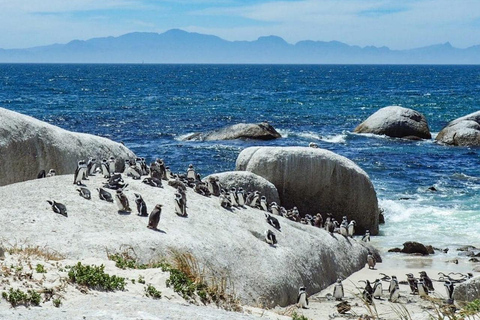 Cape of Good Hope and Boulders Beach Private Tour