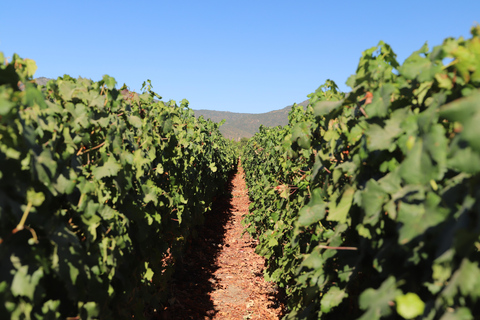 Valparaíso: Casablanca Valley Tour and Wine Tasting