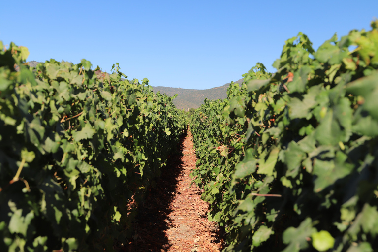 Valparaíso: Casablanca Valley Tour and Wine Tasting