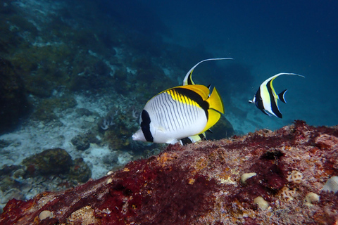 Phuket: 2 Racha Islands, Snorkeling from Yacht, Full-Day Hotel Transfer Available