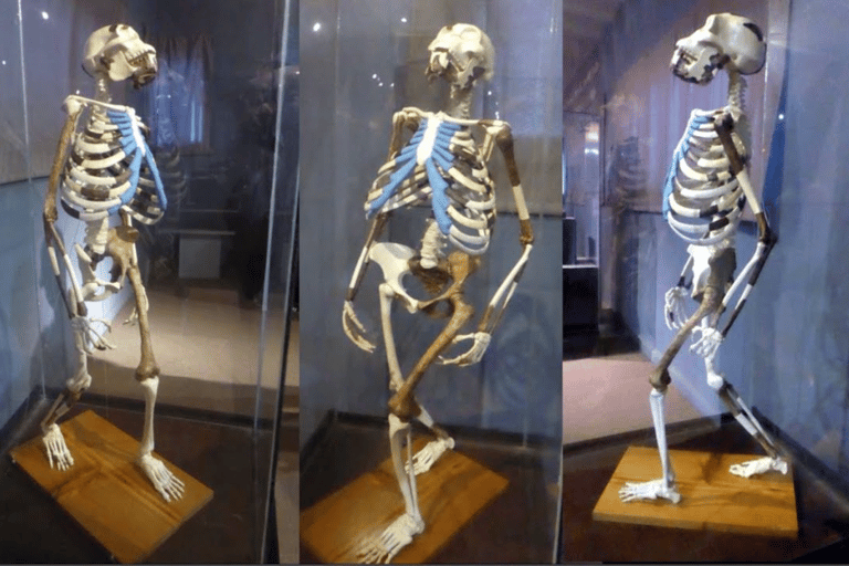 Halbtagestour Addis Abeba Stadtführung mit Flughafentransfer / Hoteltransfer