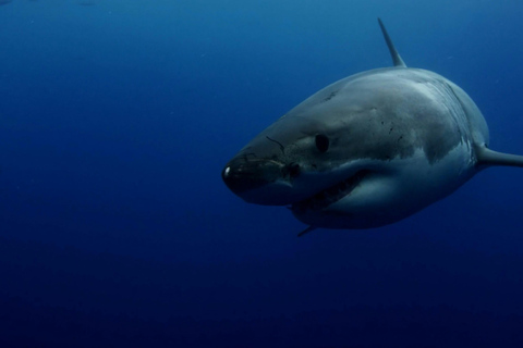 Plongée avec le grand requin blanc