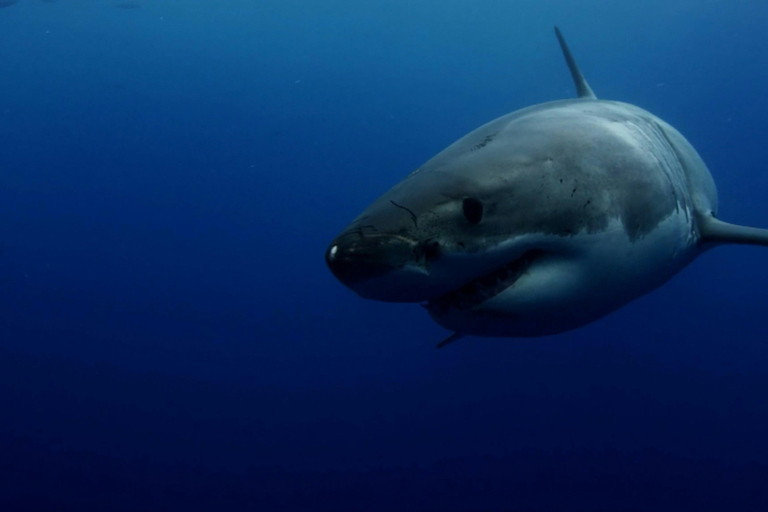 Plongée avec le grand requin blanc