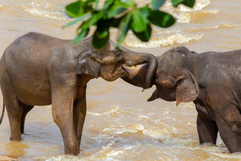 Pinnawala Elephants & Spice Garden: Private Guided Tour