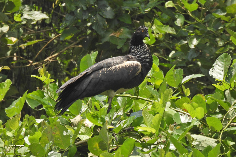Journée d'observation des oiseaux dans la jungle amazonienne avec guide privé