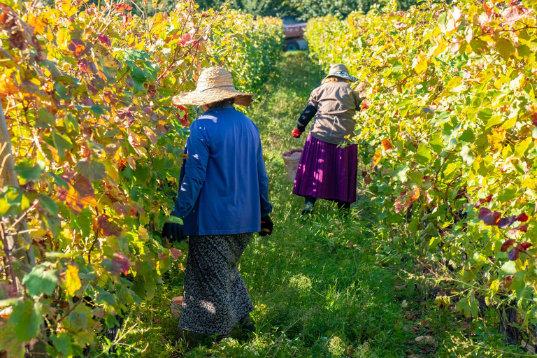 From Tbilisi: Kakheti, Sighnaghi & Winery Tour with Lunch Private Kakheti, Sighnaghi & Winery Tour with Lunch