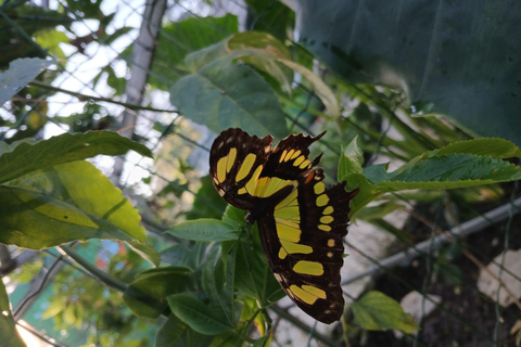 Puerto Plata: Countryside tour with Monkey Home, butterflies, and coffee