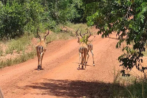 Diani: Guided day trip to Shimba Hills Reserve with lunch