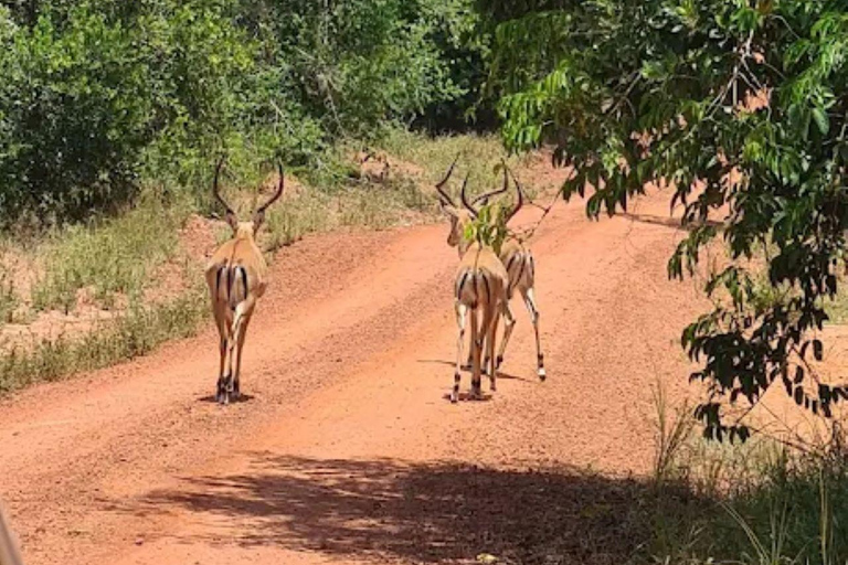 Diani: Guided day trip to Shimba Hills Reserve with lunch