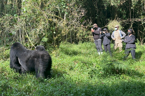 1-Day Rwanda Gorilla Trekking Volcanoes National Park