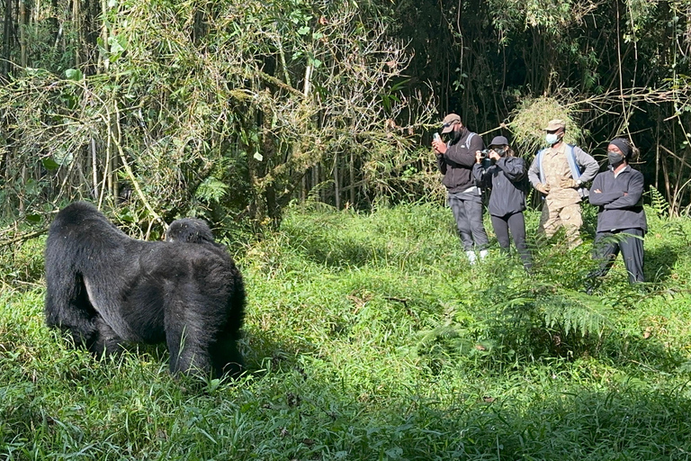 1-Day Rwanda Gorilla Trekking Volcanoes National Park