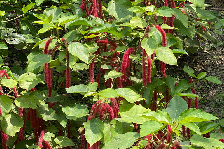 Cartagena: Guided Experience in the Botanical Garden