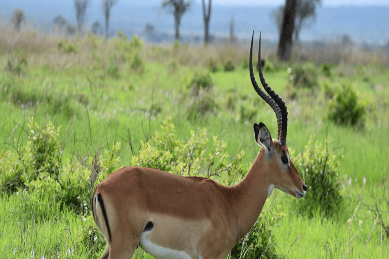 Tanzania: 4-Day Safari to Tarangire, Serengeti and More