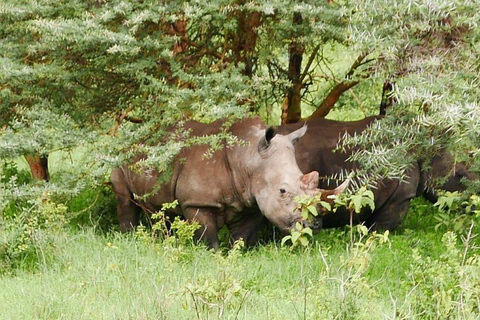 Excursión de un día al Parque Nacional del Lago Nakuru desde Nairobi