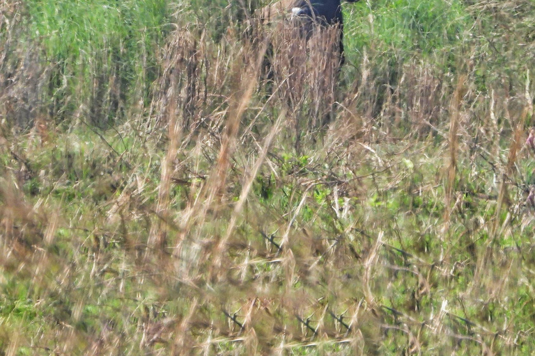 Chitwan National Park: Full-Day Jeep Safari with Lunch