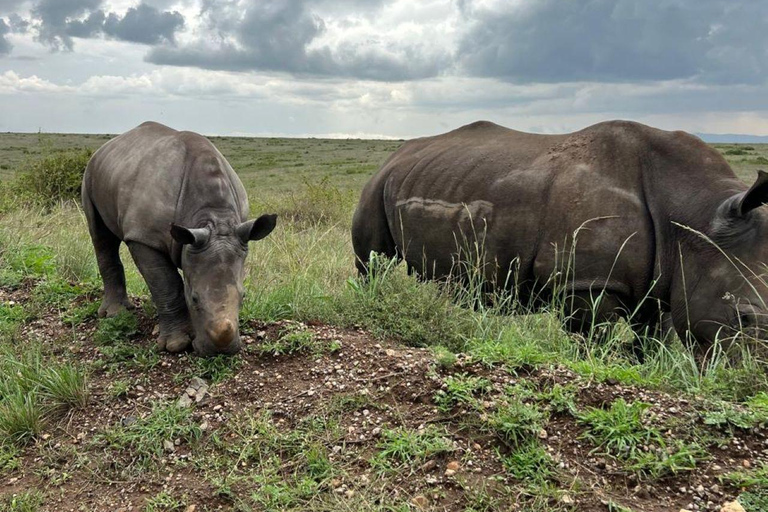 Nairobi: Half Day guided tour to Nairobi National Park
