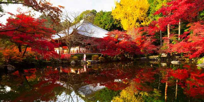 从大阪出发：京都私人定制一日游