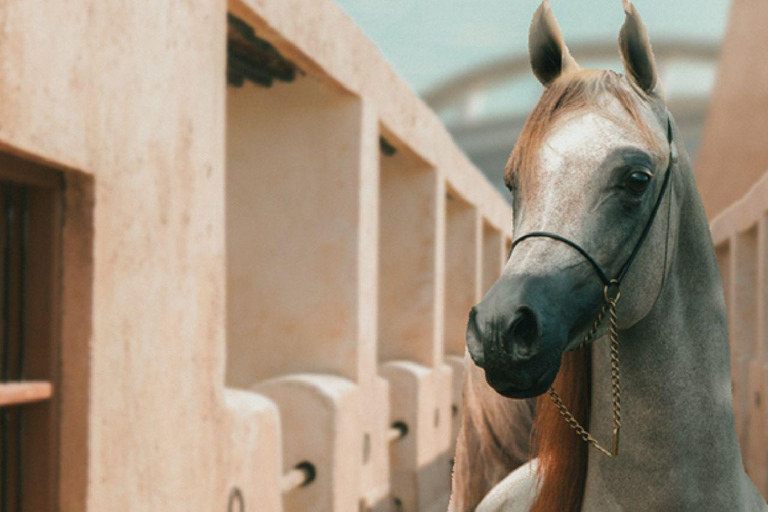 Guided Horse Riding Tour in Qatar: Ride Through Heritage