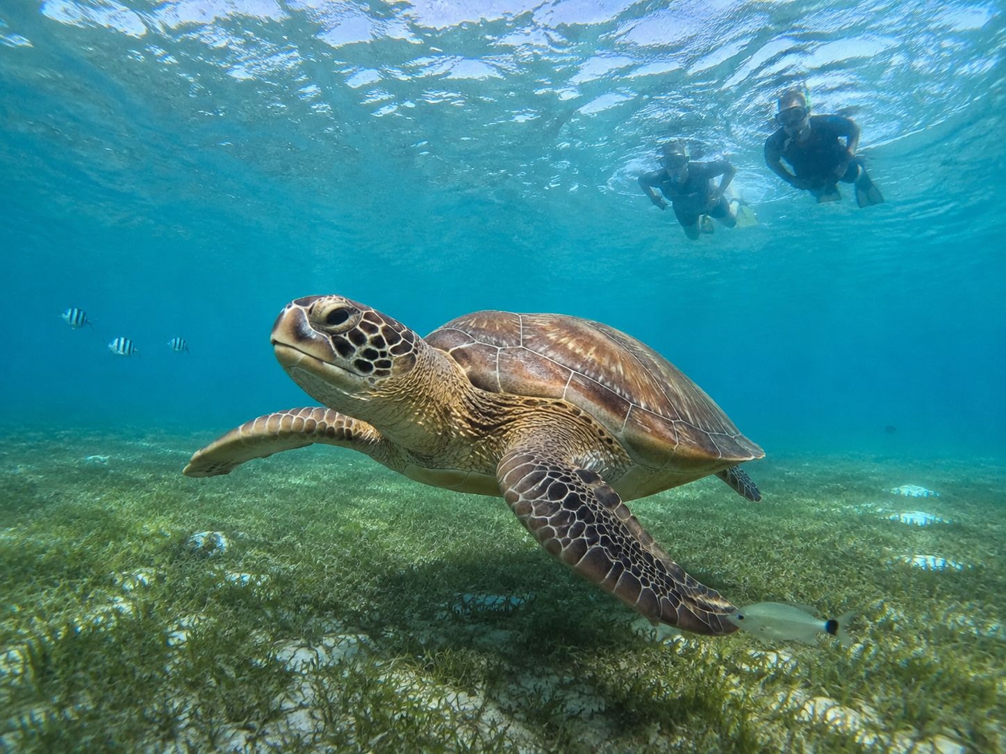 Marsa Alam: Schnorchel- oder Tauchtour nach Marsa Mubarak mit Mittagessen