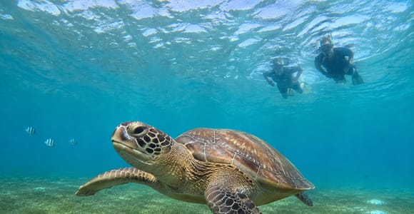 Marsa Alam: Marsa Mubarak Trip to Snorkel or Dive with Lunch