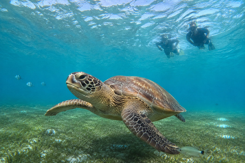 Marsa Alam: Marsa Mubarak Snorkeling or Diving Trip w Lunch Marsa Mubarak Snorkeling