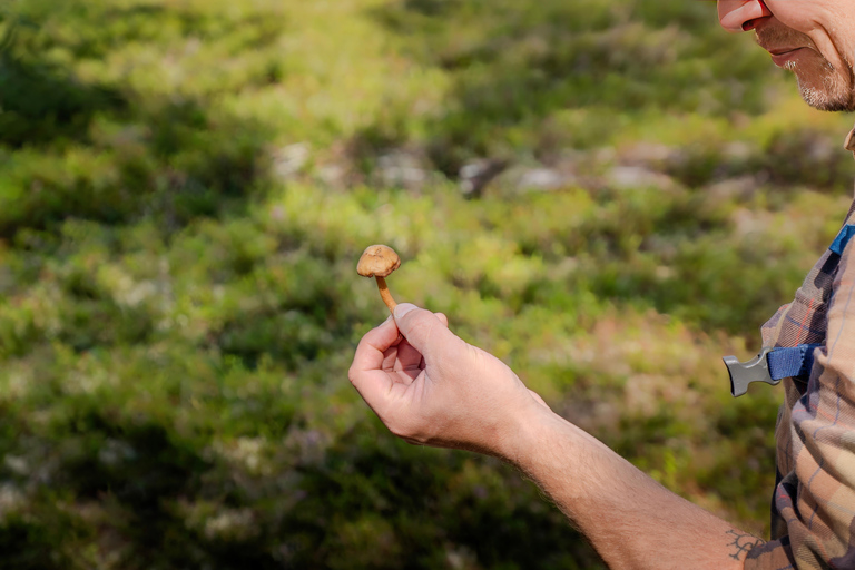 Saariselkä: excursión a los tesoros del bosque con almuerzo al aire libreSaariselkä: Excursión a los tesoros del bosque con almuerzo al aire libre