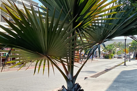 Tour Todos Santos Magical Town, Hotel California