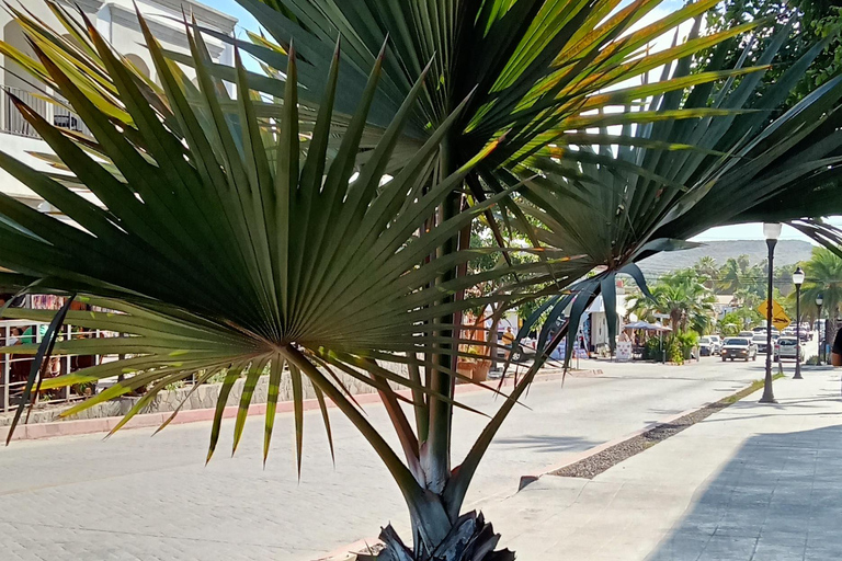 Tour Todos Santos Magical Town, Hotel California