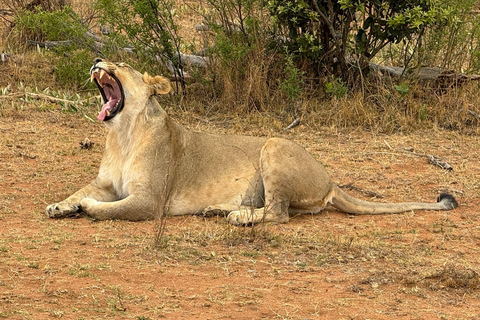 5 dias 4 noites de tour noturno de safari em Madikwe e Pilanersbeg