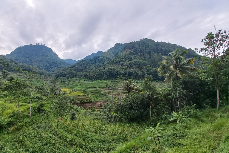 Yogyakarta :selogriyo temple, rice field trek& nepalvan java Yogyakarta :selogriyo temple rice field trek & nepalvan java