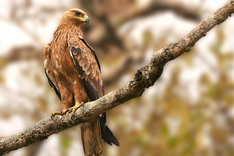 Nairobi: passeio de meio dia no Parque NacionalNairobi: tour privado de meio dia no Parque Nacional