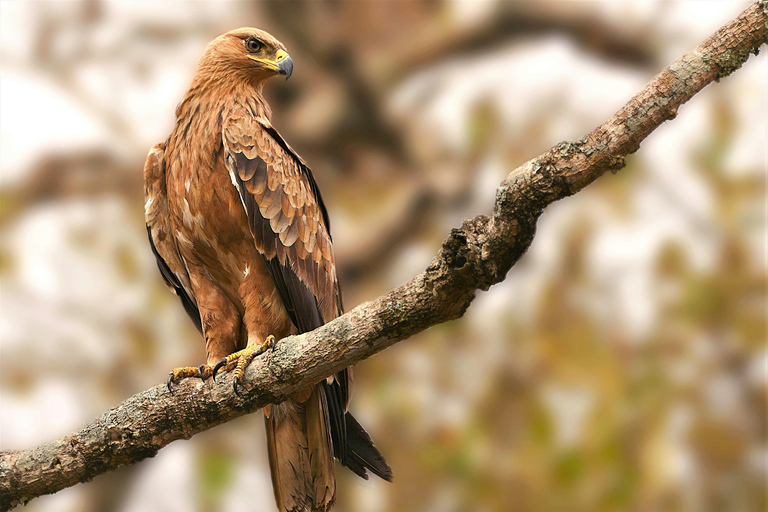 Nairobi: passeio de meio dia no Parque NacionalNairobi: tour privado de meio dia no Parque Nacional