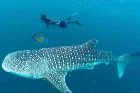 From Zanzibar Mafia Island Whale Shark Adventure with Flight