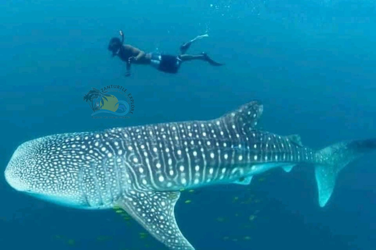 From Zanzibar Mafia Island Whale Shark Adventure with Flight