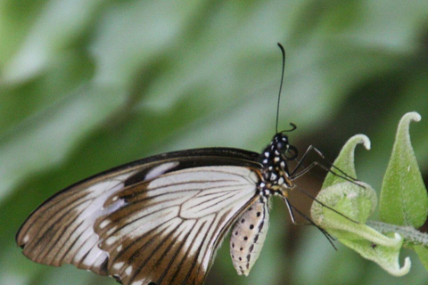 ZANZIBAR: Jozani Forest guided tour & Butterfly Sanctuary Tour includes hotel pick up and drop off