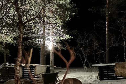 Saariselkä: Tour dell'aurora boreale e delle slitte trainate da renne