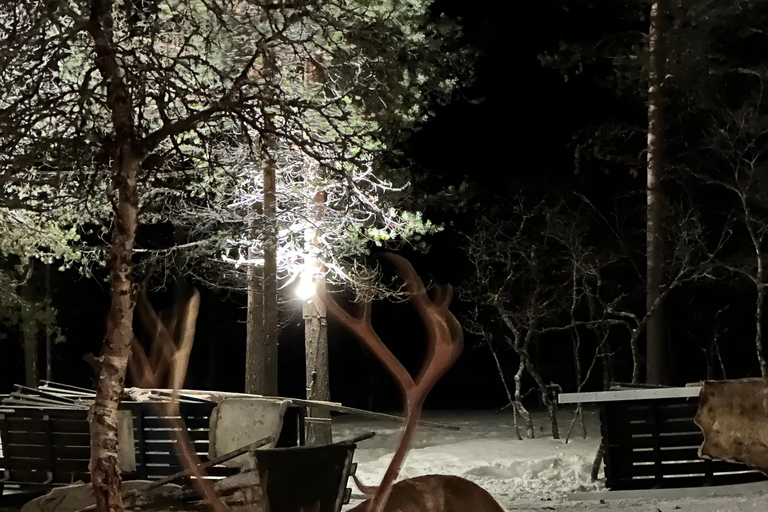 Saariselkä: Tour dell'aurora boreale e delle slitte trainate da renne