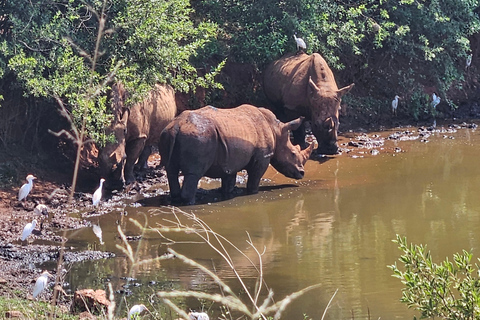 Nashorn- und Löwenpark (Safari) und Wiege (Maropeng Museum)Private Tour