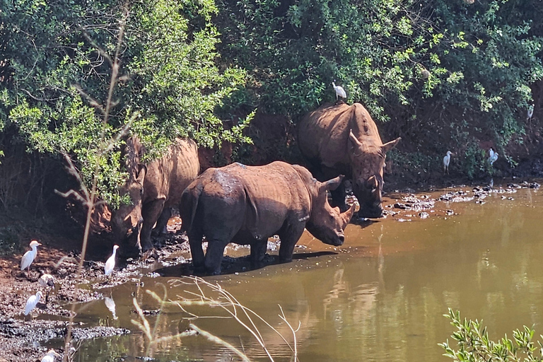 Rhino and Lion Park (Safari) and Cradle (Maropeng Museum) Private Tour