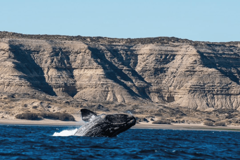 Peninsula Valdés: Landausflug für Kreuzfahrtpassagiere