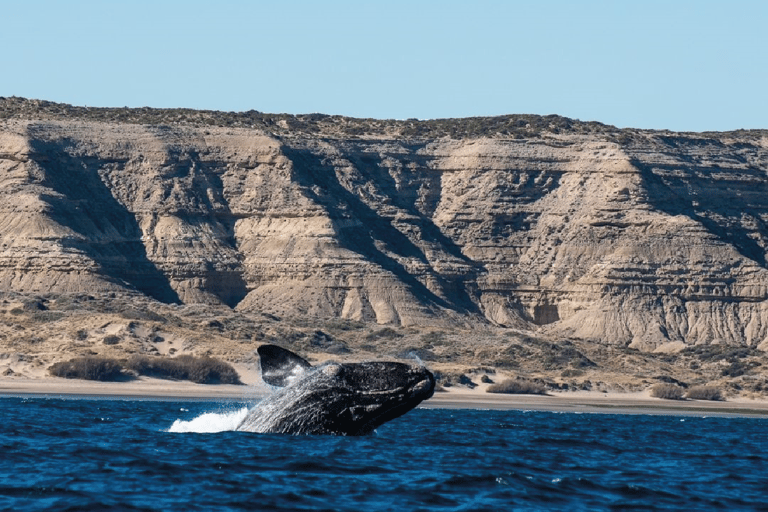 Peninsula Valdés: Landutflykt för kryssningspassagerare