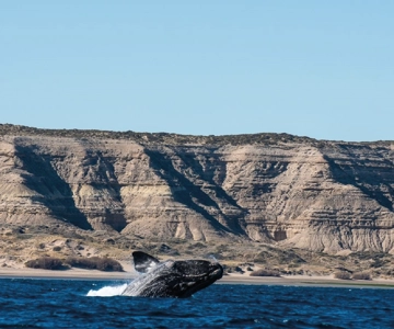 From Puerto Madryn: Peninsula Valdés Shore Excursion