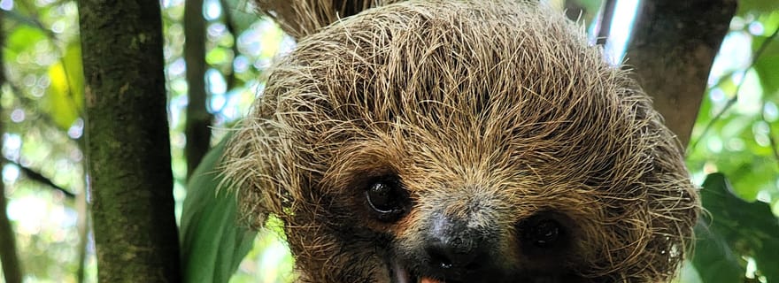 Playa del Coco : Découverte du paresseux et visite du Rio Celeste