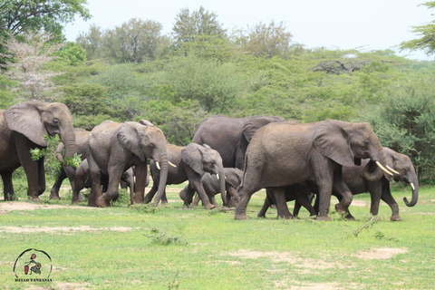 Selous : Un safari hors route d&#039;une journée au départ de Zanzibar