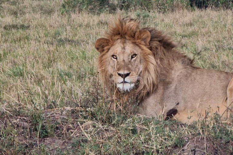 Nairobi National Park Evening Game Drive & sundowner Nairobi National Park Evening Game Drive & sundowner - VAN