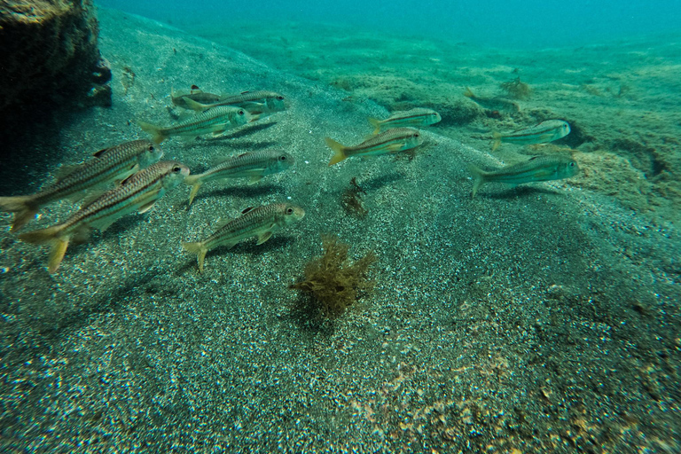 Vila Franca Islet: Snorkeling Inside the Crater
