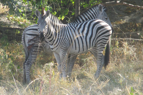 7 Días - Savuti - Khwai - Moremi (Safari móvil)