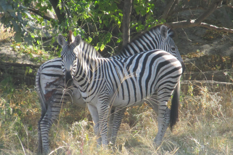 7 Días - Savuti - Khwai - Moremi (Safari móvil)